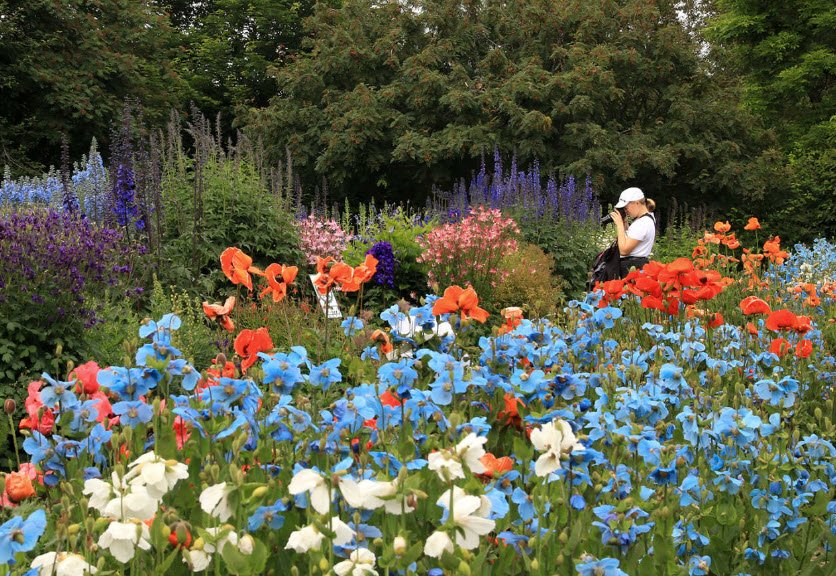 Akureyri Botanical Gardens, Akureyri, North Iceland, Iceland